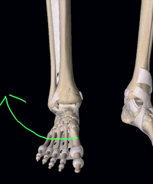A Look At Ankle Sprains
